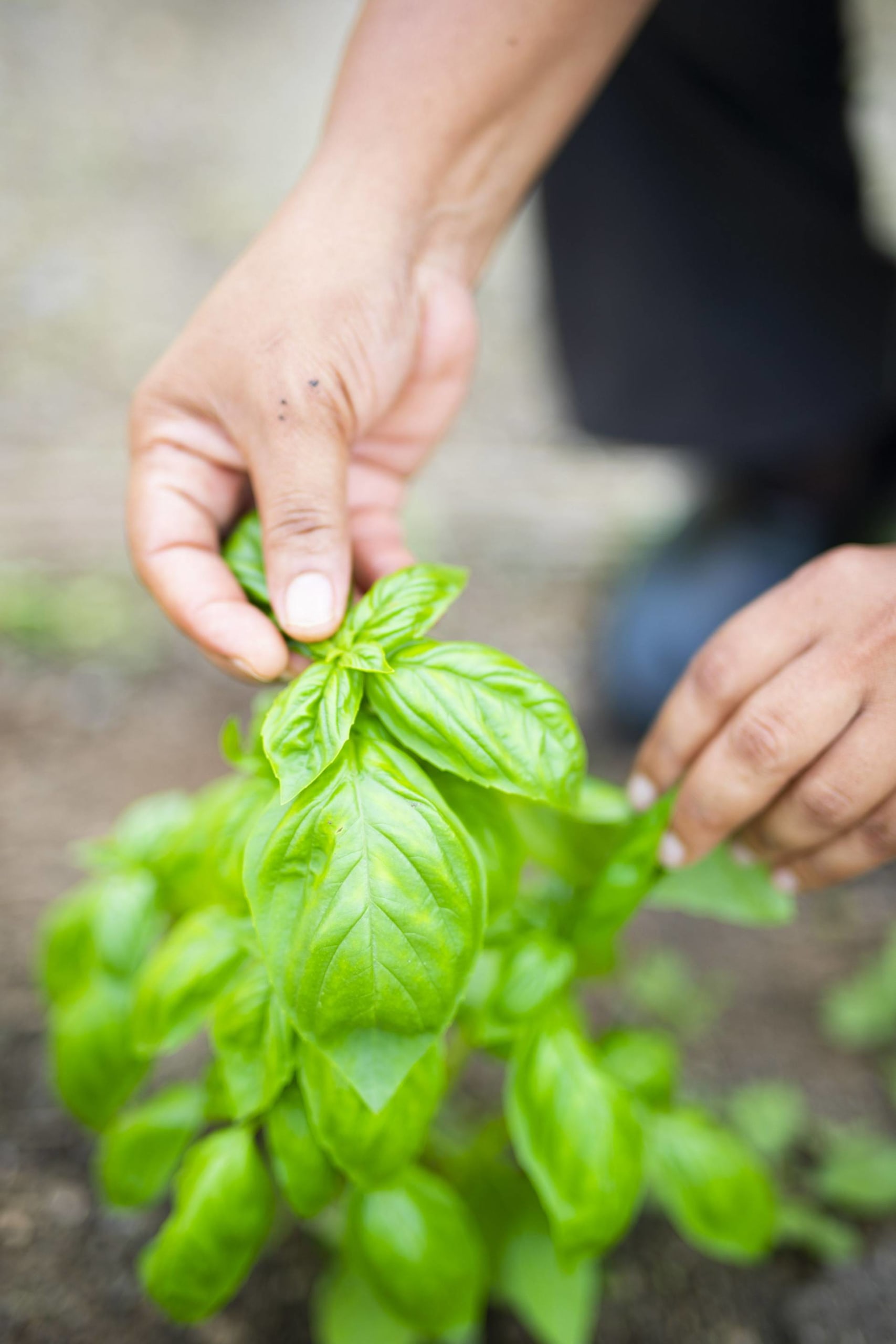 Carlisle Bay chef's garden